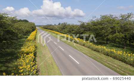 《Akita Prefecture》Sunflower road in Ogata village 69025440