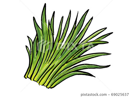 大麥的插圖 69025637