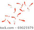 Illustration of a goldfish seen from above 69025979