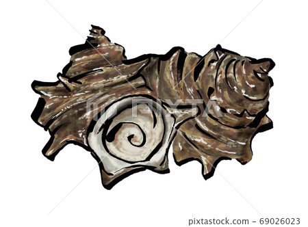 頭巾殼的插圖 頭巾殼的插圖 69026023