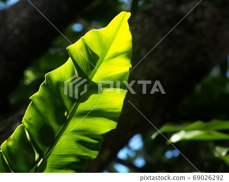 blur background environment backdrop picture of selective focus green garden closeup on bird's nest fern, large green leaves tropical plants, under natural sunlight outdoor  69026292