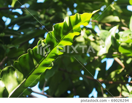 blur background environment backdrop picture of selective focus green garden closeup on bird's nest fern, large green leaves tropical plants, under natural sunlight outdoor blur background environment backdrop picture of selective focus green garden closeup on bird's nest fern, large green leaves tropical plants, under natural sunlight outdoor 69026294
