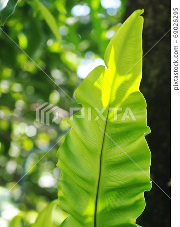 blur background environment backdrop picture of selective focus green garden closeup on bird's nest fern, large green leaves tropical plants, under natural sunlight outdoor blur background environment backdrop picture of selective focus green garden closeup on bird's nest fern, large green leaves tropical plants, under natural sunlight outdoor 69026295
