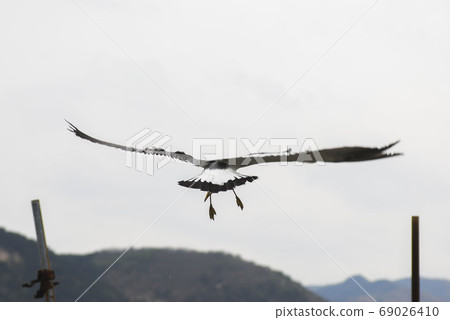 fly. fly. 69026410