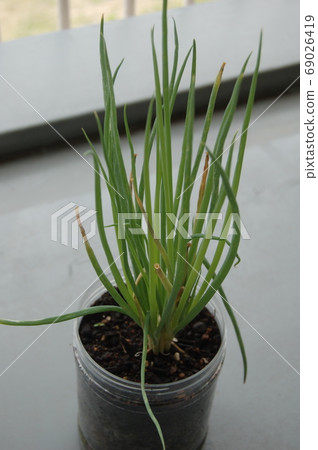 Small onion 69026419