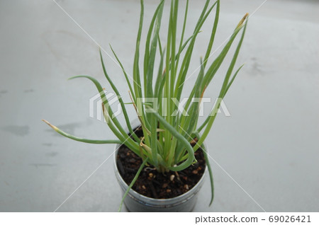 Small onion 69026421