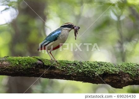 The eight-legged squirrel scene 69026430