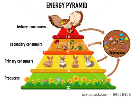 Science simplified ecological pyramid 69026508