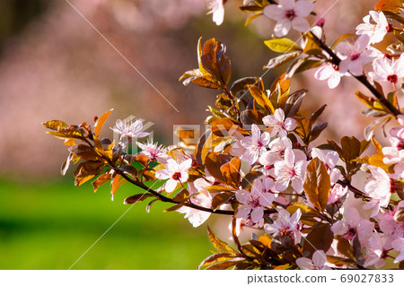 tiny apple blossom. beautiful nature background in springtime. s 69027833