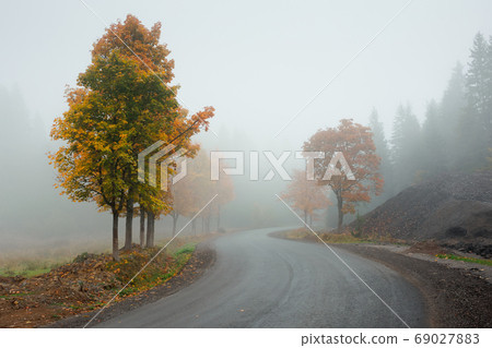 trees in the fog on the road side. misty autumnal weather. overc 69027883