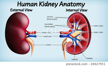 Human kidney anatomy diagram 69027951
