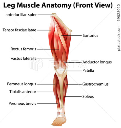 Leg Muscle Anatomy (Front View) 69028020