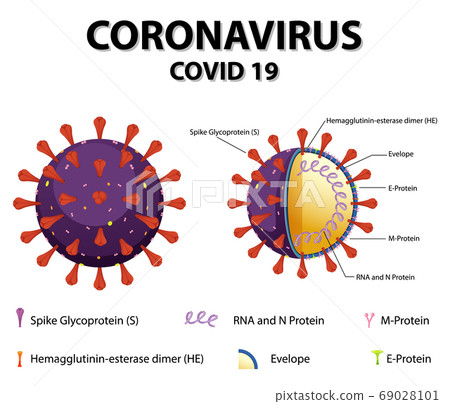 Diagram of Corona virus particle structure 69028101