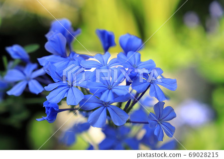 Ruri Matsuri Ruri Matsuri 69028215