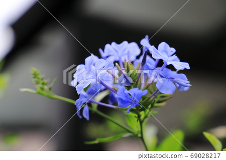 Ruri Matsuri Ruri Matsuri 69028217