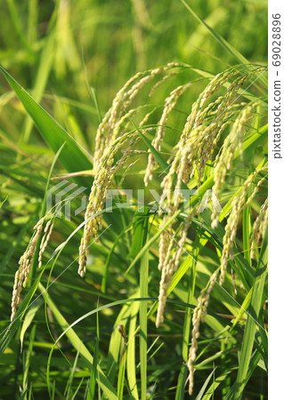 近收穫的大米 近收穫的大米 69028896