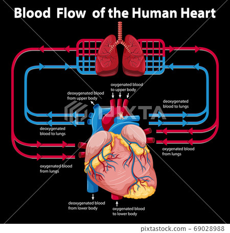Blood flow of the human heart 69028988