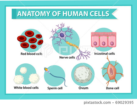 Information poster on human cells 69029395