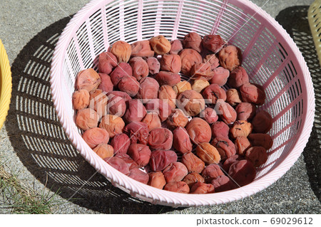 Umeboshi making home orchard Umeboshi making home orchard 69029612
