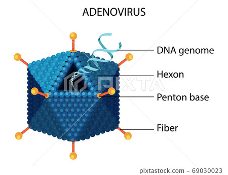 Adenovirus structure diagram on white background 69030023
