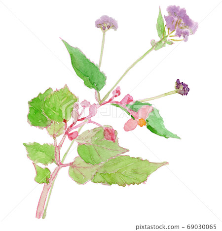 Watercolor of wild flowers in autumn (shukaidou and mistflower) Watercolor of wild flowers in autumn (shukaidou and mistflower) 69030065