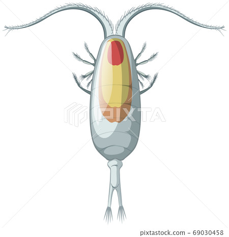 Isolated copepods on white background 69030458