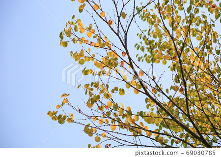 Colored wig leaves 69030785