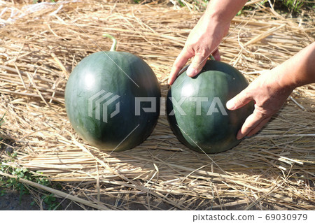 Seedless watermelon harvest Seedless watermelon harvest 69030979