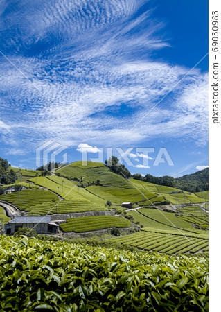 Wakki鎮的茶園 69030983