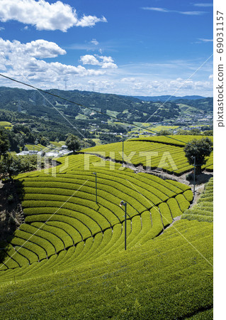 Tea plantation in Wakki Town 69031157