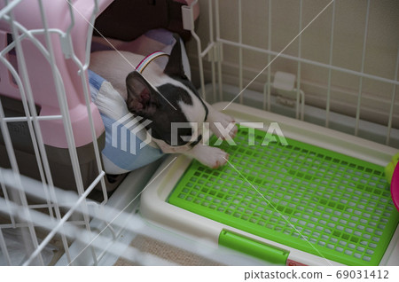 Boston Terrier Boston Terrier 69031412