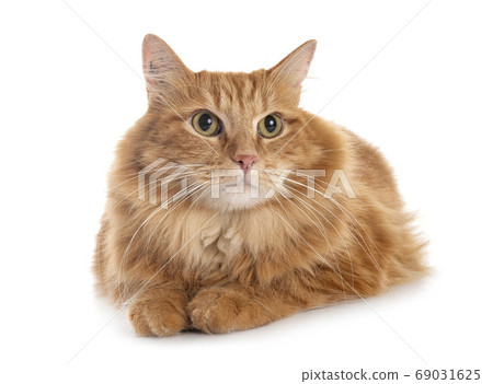 siberian cat in studio 69031625