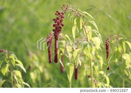 Himegateto flowers Himegateto flowers 69031887