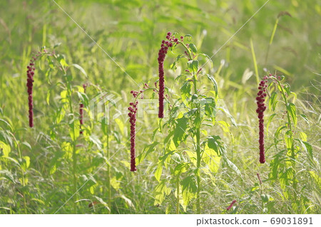 Himegateto flowers 69031891
