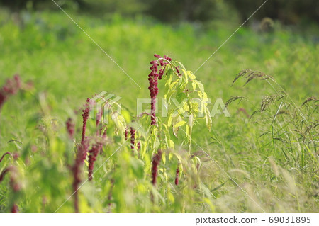 Himegateto flowers 69031895