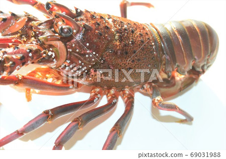 Living lobster on white background Living lobster on white background 69031988