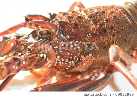 Living lobster on white background Living lobster on white background 69031989