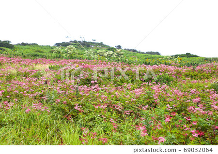 Ibukiyama in summer when alpine plants bloom 69032064
