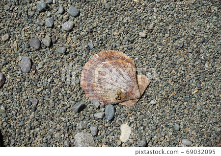 正樹海岸的貝殼 正樹海岸的貝殼 69032095