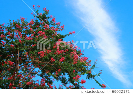 Crape myrtle flower Crape myrtle flower 69032171