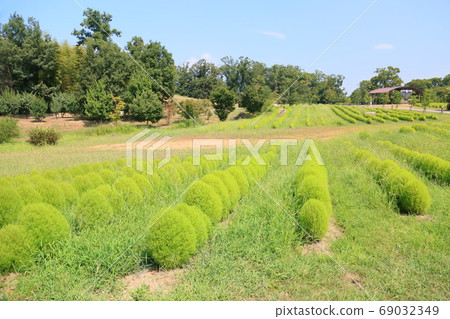 Green kokia Green kokia 69032349