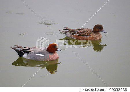 Pair of shore ducks swimming in the pond / Os focus [Kiyosumi garden] 69032588