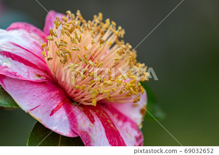 Camellia Camellia 69032652