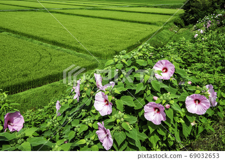 Furong blooming countryside Furong blooming countryside 69032653