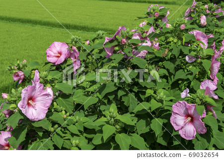Furong blooming countryside 69032654