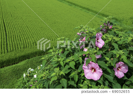 芙蓉盛開的鄉村 69032655