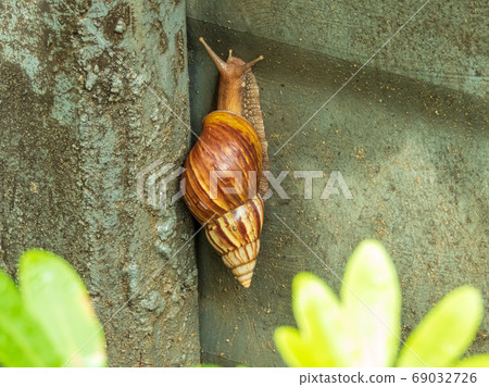 snail crawling on the wall 69032726