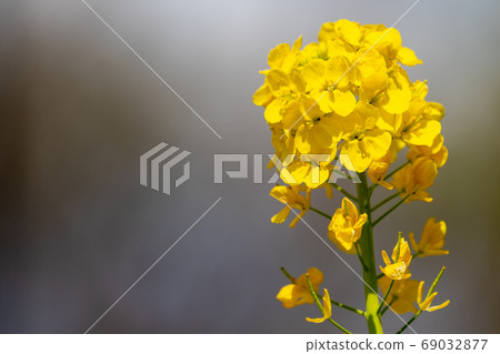 油菜花和蜜蜂 69032877