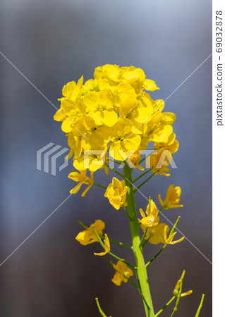 油菜花和蜜蜂 69032878