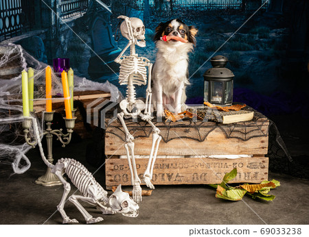 Chihuahua in a Halloween setting Chihuahua in a Halloween setting 69033238